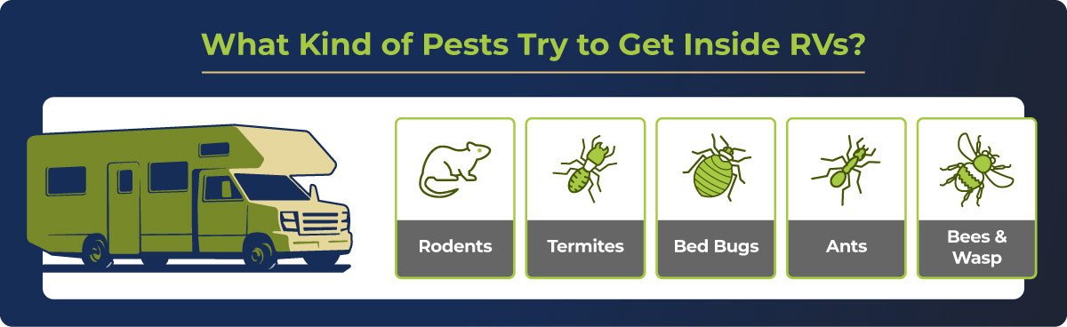Pest Control in Bus Conversions, RVs, and Other Vehicles - bus conversion photo