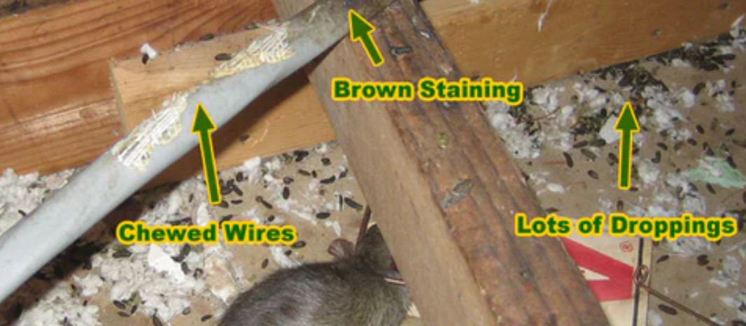 Pest Control in Bus Conversions, RVs, and Other Vehicles - bus conversion photo
