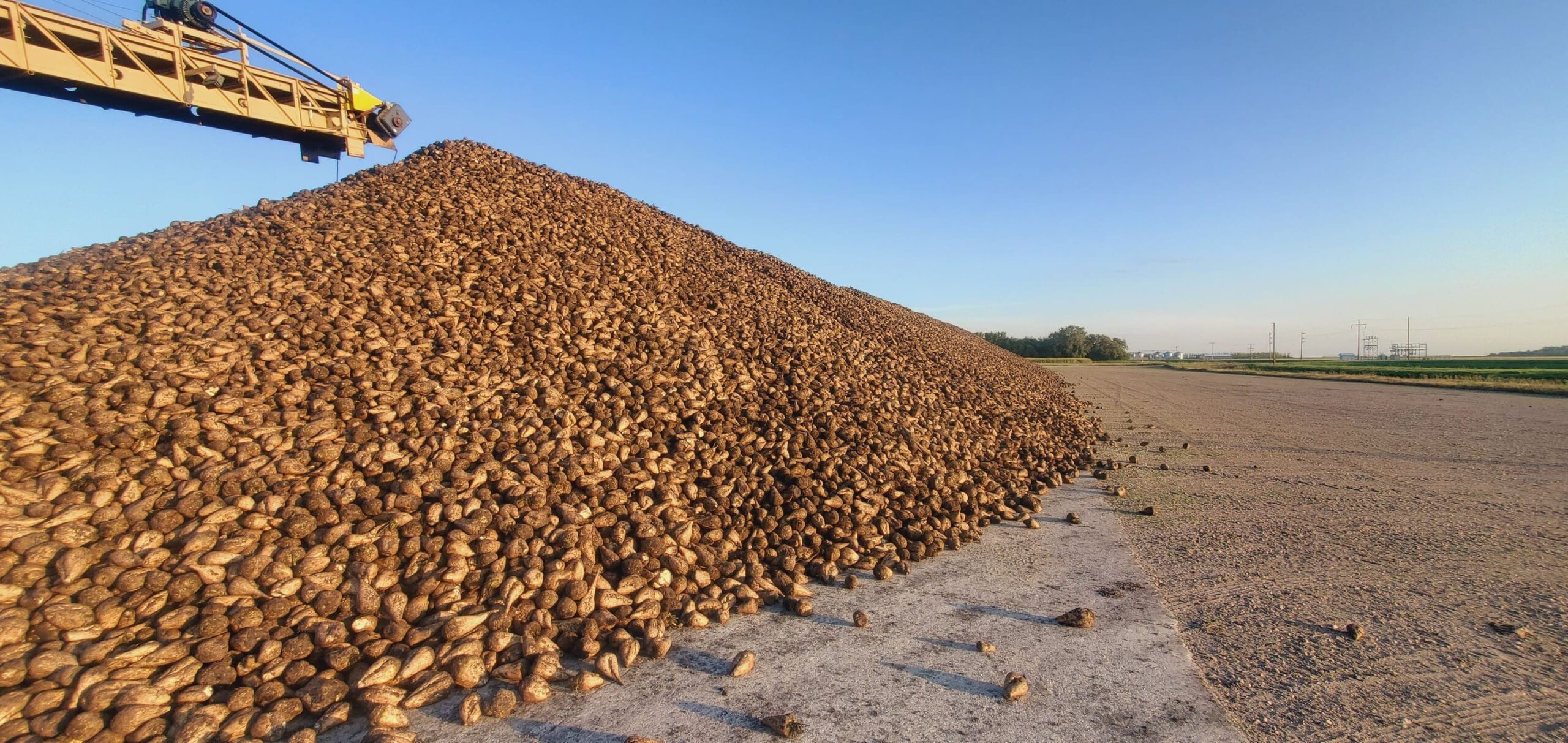 Huge Sugar beet pile during harvest.